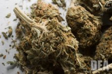 marijuana-004.jpg