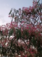 IMG_20250629_210703.jpg
