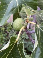 IMG_2319.jpeg