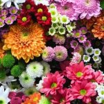 IMG_0081.jpeg