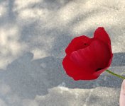 IMG_20260213_113057.jpg