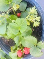 IMG_0650.jpeg