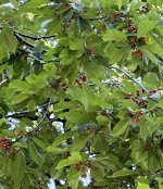 IMG_7055.jpeg