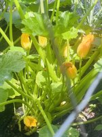 IMG_0839.jpeg IMG_0839.jpeg