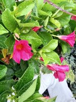 IMG_5610.jpeg