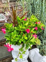 IMG_5616.jpeg