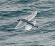 Flying-fish-over-ocean.jpg Flying-fish-over-ocean.jpg
